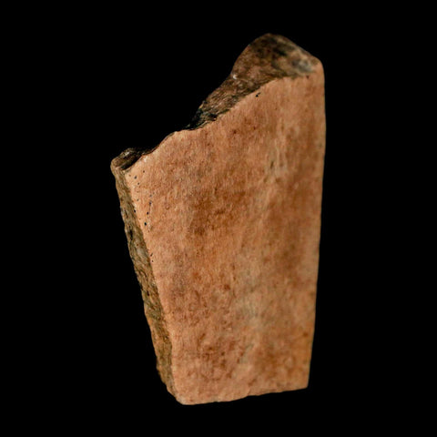 1.9" Tyrannosaurus Rex Fossil Bone Dinosaur Lance Creek Formation Wyoming COA - Fossil Age Minerals