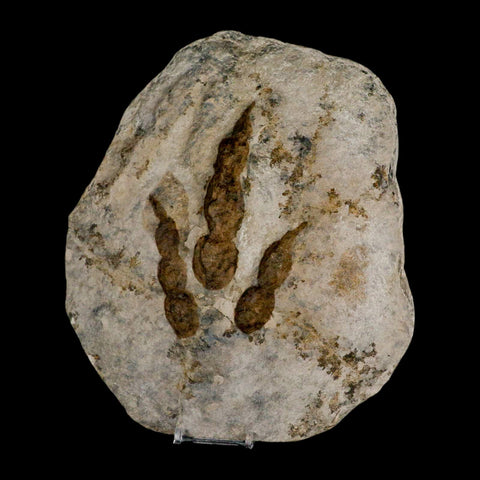5.4" Grallator Variabilis Dinosaurs Track Foot Print Jurassic Age France COA, Stand - Fossil Age Minerals