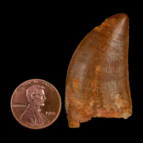 1.7" Carcharodontosaurus Fossil Tooth Cretaceous Dinosaur Morocco COA Stand
