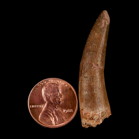 1.7" Plesiosaur Zarafasaura Tooth Fossil Cretaceous Dinosaur Era COA, Stand