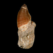 1.7" Mosasaur Prognathodon Fossil Tooth In Matrix Cretaceous Dinosaur Era COA
