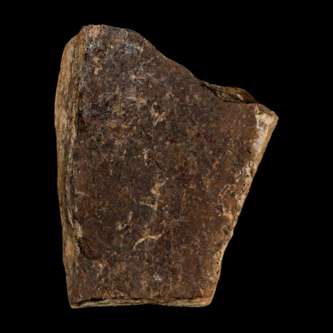 1.9" Tyrannosaurus Rex Fossil Bone Dinosaur Lance Creek Formation Wyoming COA - Fossil Age Minerals