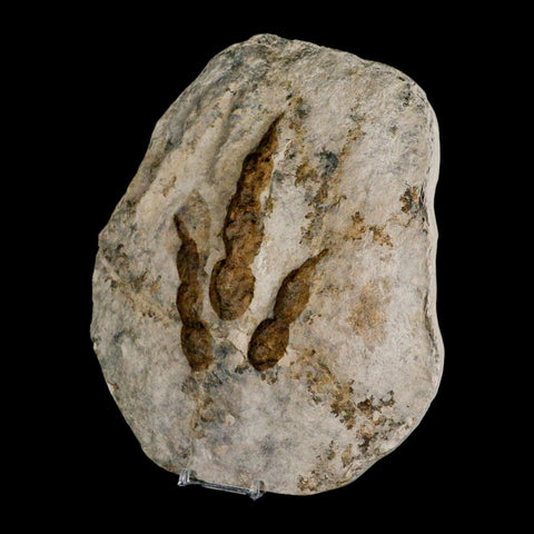 5.4" Grallator Variabilis Dinosaurs Track Foot Print Jurassic Age France COA, Stand - Fossil Age Minerals