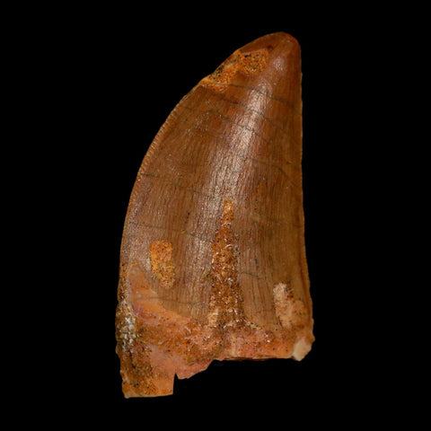 1.7" Carcharodontosaurus Fossil Tooth Cretaceous Dinosaur Morocco COA Stand