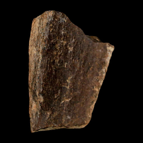 1.9" Tyrannosaurus Rex Fossil Bone Dinosaur Lance Creek Formation Wyoming COA - Fossil Age Minerals