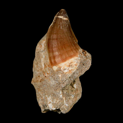 1.7" Mosasaur Prognathodon Fossil Tooth In Matrix Cretaceous Dinosaur Era COA - Fossil Age Minerals