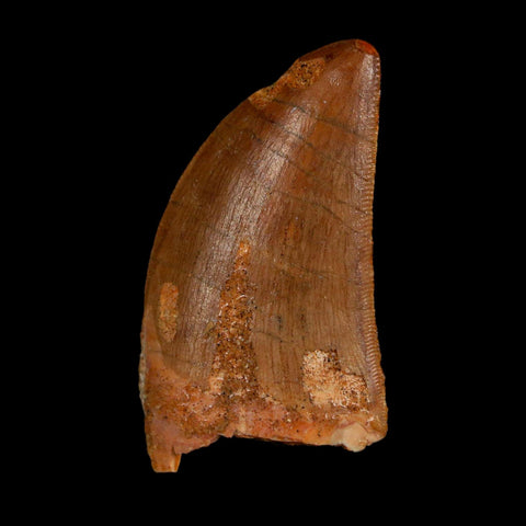 1.7" Carcharodontosaurus Fossil Tooth Cretaceous Dinosaur Morocco COA Stand