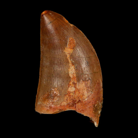 1.7" Carcharodontosaurus Fossil Tooth Cretaceous Dinosaur Morocco COA Stand