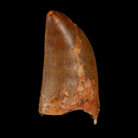 1.7" Carcharodontosaurus Fossil Tooth Cretaceous Dinosaur Morocco COA Stand