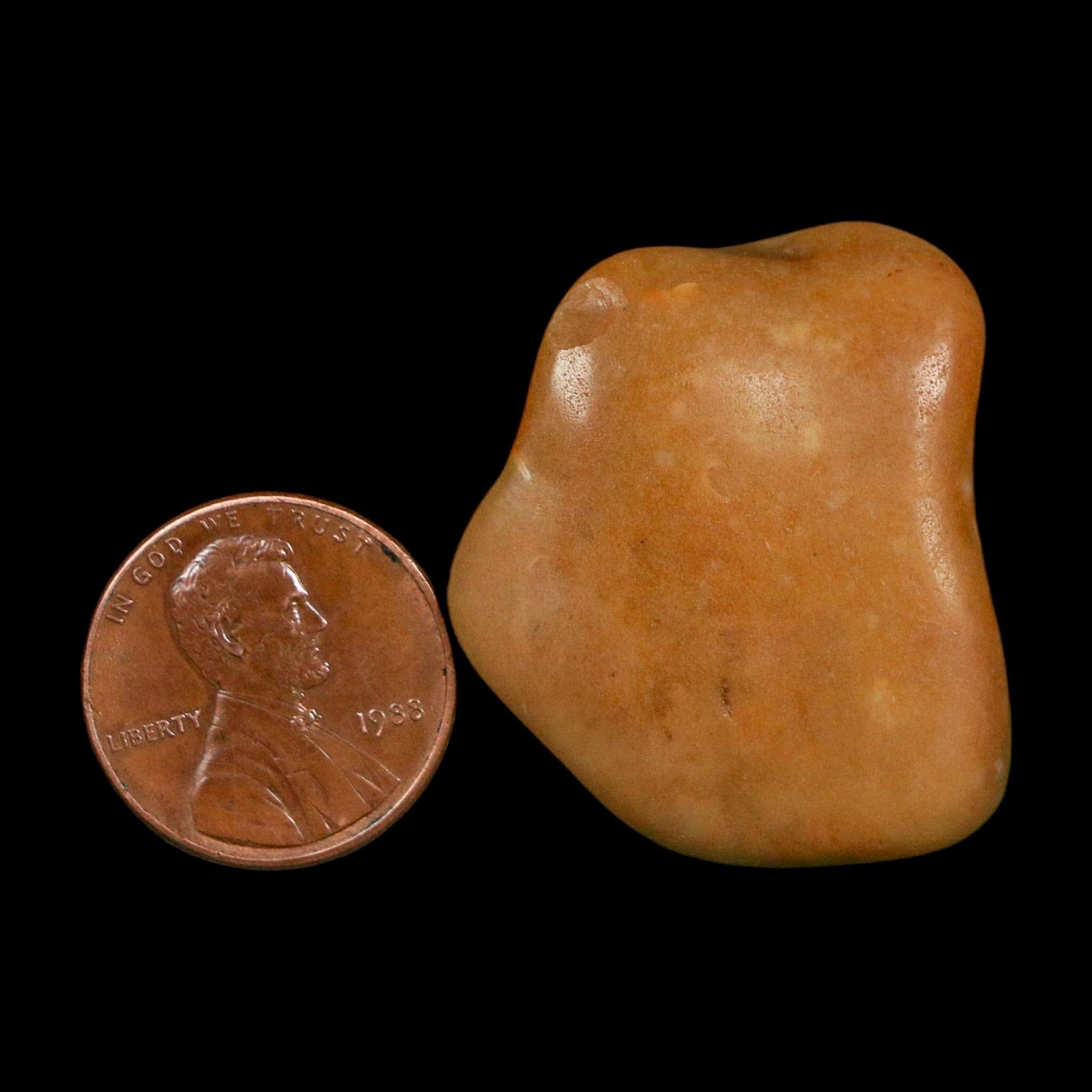 1.3" Sauropod Dinosaur Stomach Stone Gastrolith Rock Gizzard Stone COA - Fossil Age Minerals