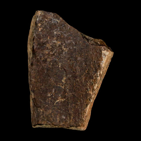 1.9" Tyrannosaurus Rex Fossil Bone Dinosaur Lance Creek Formation Wyoming COA - Fossil Age Minerals