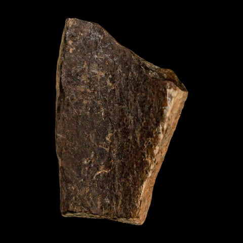 1.9" Tyrannosaurus Rex Fossil Bone Dinosaur Lance Creek Formation Wyoming COA - Fossil Age Minerals