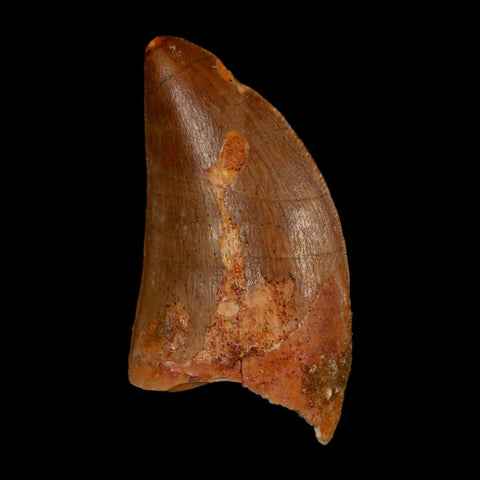 1.7" Carcharodontosaurus Fossil Tooth Cretaceous Dinosaur Morocco COA Stand