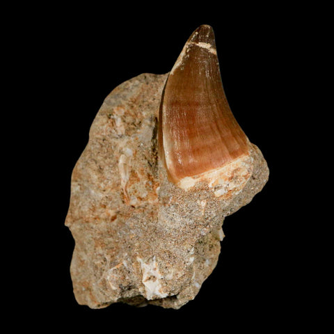 1.7" Mosasaur Prognathodon Fossil Tooth In Matrix Cretaceous Dinosaur Era COA - Fossil Age Minerals