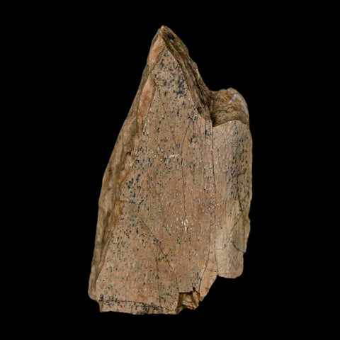 1.2" Tyrannosaurus Rex Fossil Bone Dinosaur Lance Creek Formation Wyoming COA - Fossil Age Minerals