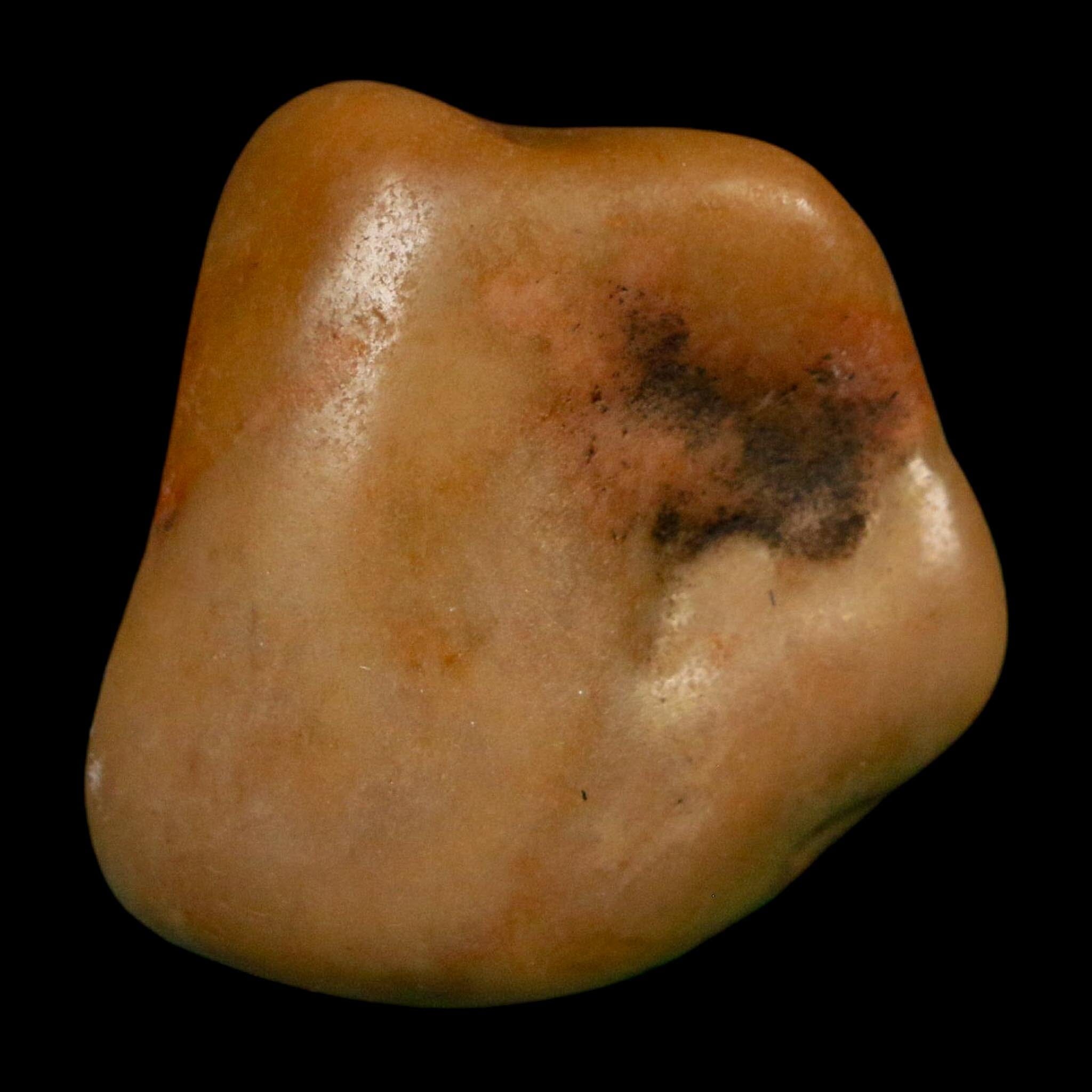 1.3" Sauropod Dinosaur Stomach Stone Gastrolith Rock Gizzard Stone COA - Fossil Age Minerals