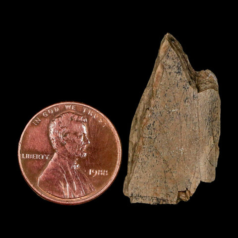 1.2" Tyrannosaurus Rex Fossil Bone Dinosaur Lance Creek Formation Wyoming COA - Fossil Age Minerals