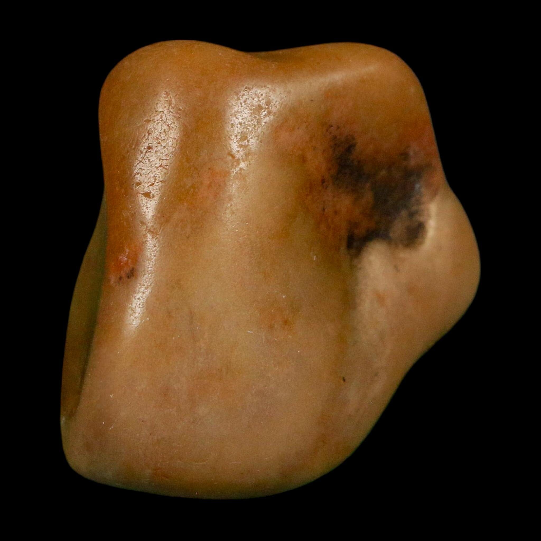 1.3" Sauropod Dinosaur Stomach Stone Gastrolith Rock Gizzard Stone COA - Fossil Age Minerals
