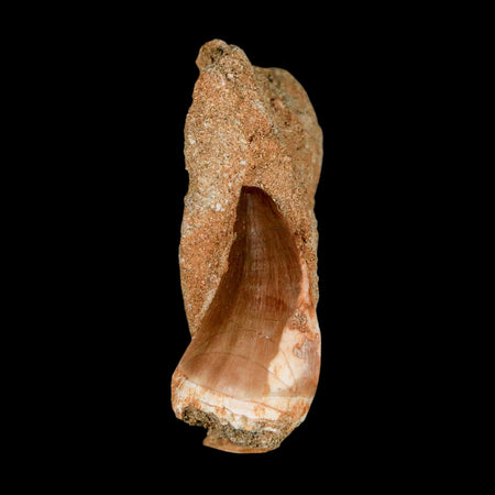 1.6" Mosasaur Prognathodon Fossil Tooth In Matrix Cretaceous Dinosaur Era COA