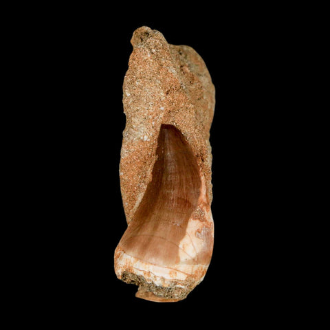 1.6" Mosasaur Prognathodon Fossil Tooth In Matrix Cretaceous Dinosaur Era COA - Fossil Age Minerals