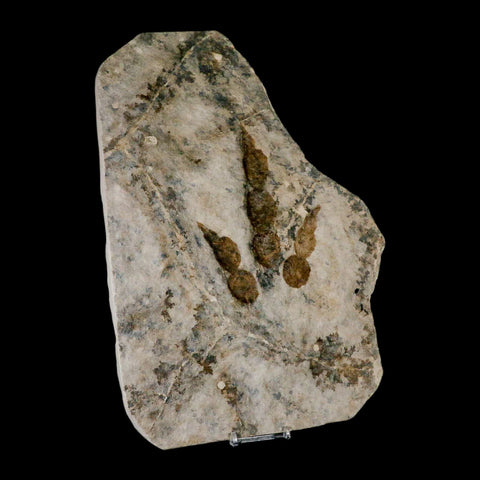 5.2" Grallator Variabilis Dinosaurs Track Foot Print Jurassic Age France COA, Stand - Fossil Age Minerals