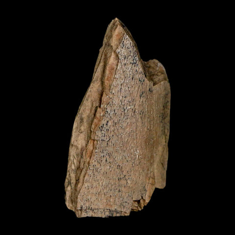 1.2" Tyrannosaurus Rex Fossil Bone Dinosaur Lance Creek Formation Wyoming COA - Fossil Age Minerals