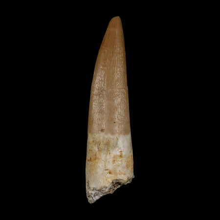 1.9" Plesiosaur Zarafasaura Tooth Fossil Cretaceous Dinosaur Era COA, Stand