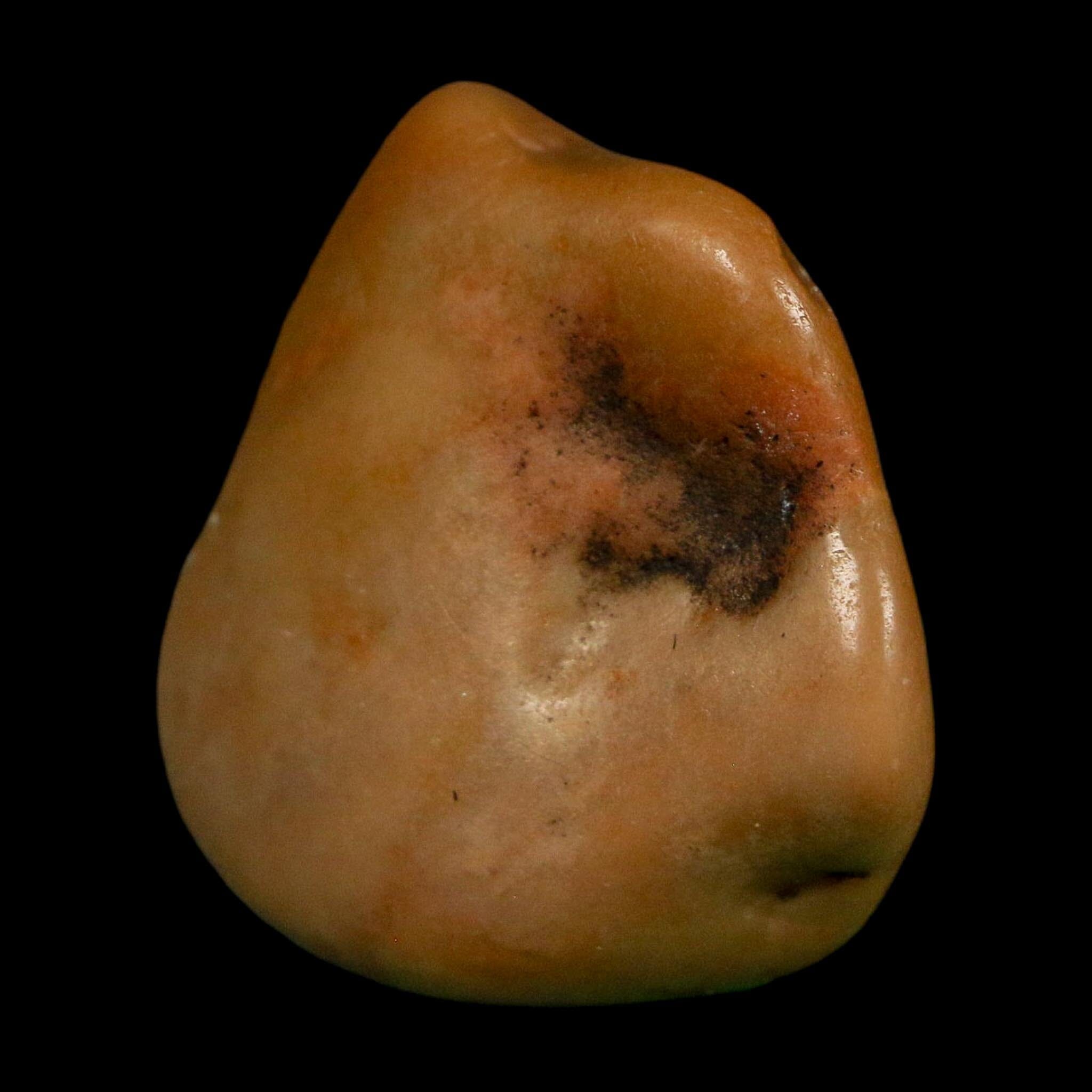 1.3" Sauropod Dinosaur Stomach Stone Gastrolith Rock Gizzard Stone COA - Fossil Age Minerals