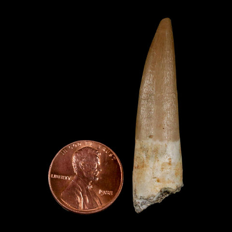 1.9" Plesiosaur Zarafasaura Tooth Fossil Cretaceous Dinosaur Era COA, Stand