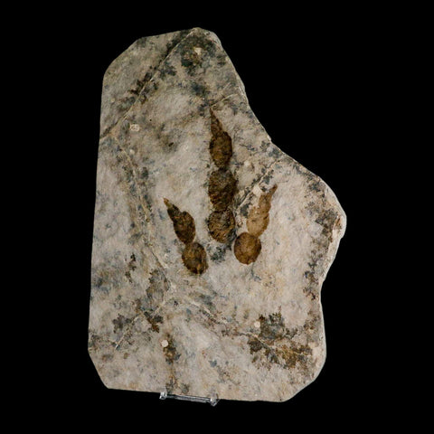 5.2" Grallator Variabilis Dinosaurs Track Foot Print Jurassic Age France COA, Stand - Fossil Age Minerals