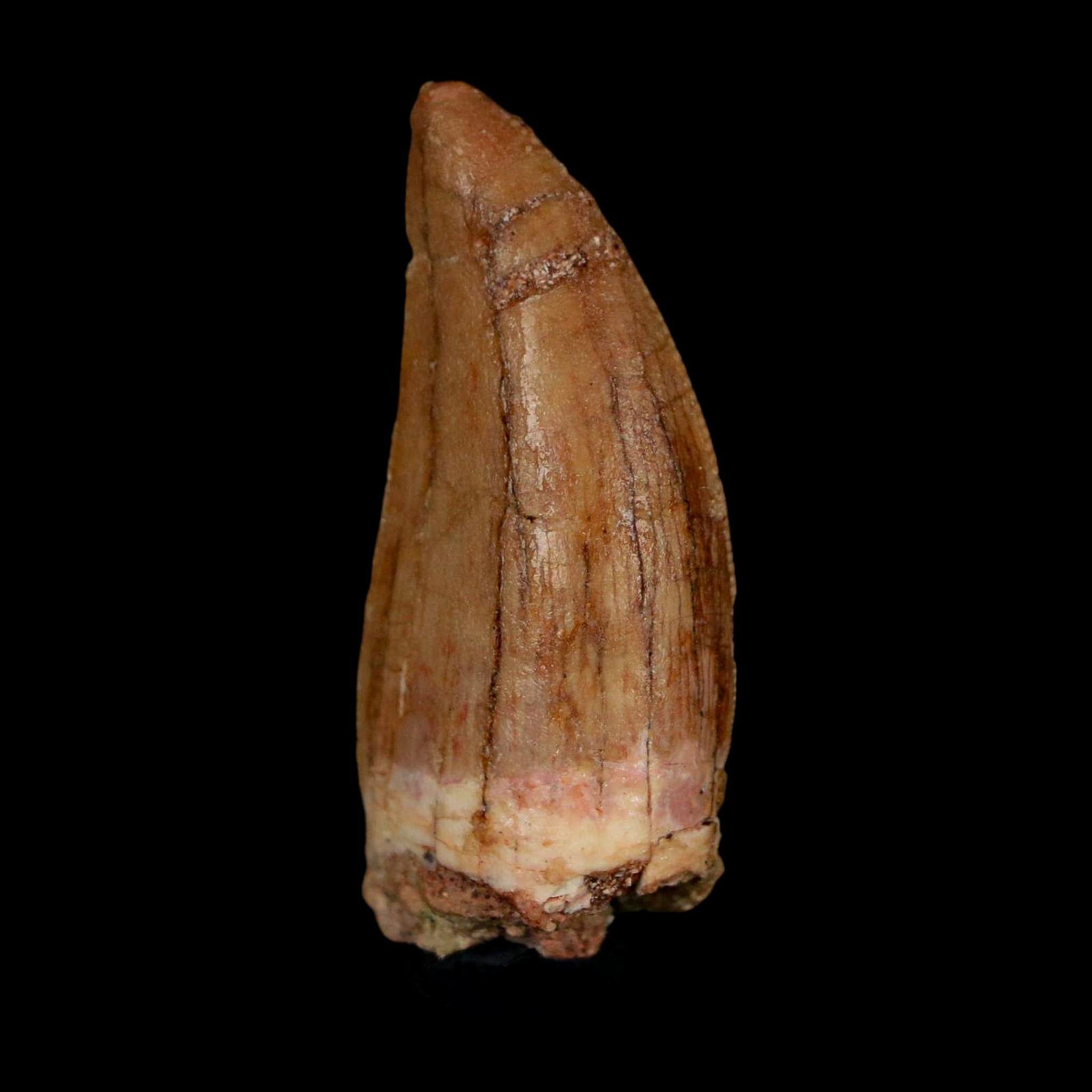 1.7" Carcharodontosaurus Fossil Tooth Cretaceous Dinosaur Morocco COA Stand - Fossil Age Minerals