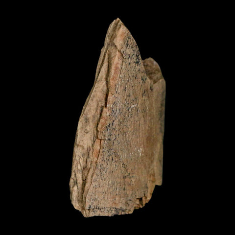 1.2" Tyrannosaurus Rex Fossil Bone Dinosaur Lance Creek Formation Wyoming COA - Fossil Age Minerals