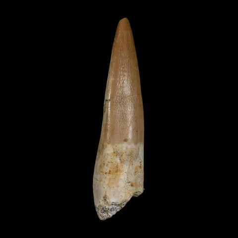 1.9" Plesiosaur Zarafasaura Tooth Fossil Cretaceous Dinosaur Era COA, Stand