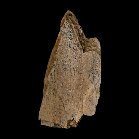 1.2" Tyrannosaurus Rex Fossil Bone Dinosaur Lance Creek Formation Wyoming COA - Fossil Age Minerals