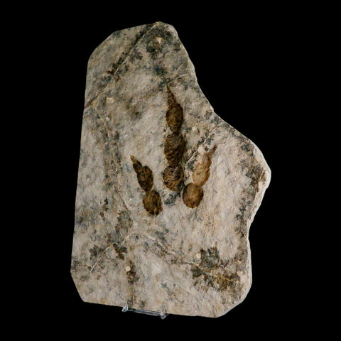 5.2" Grallator Variabilis Dinosaurs Track Foot Print Jurassic Age France COA, Stand - Fossil Age Minerals