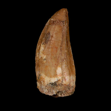1.7" Carcharodontosaurus Fossil Tooth Cretaceous Dinosaur Morocco COA Stand
