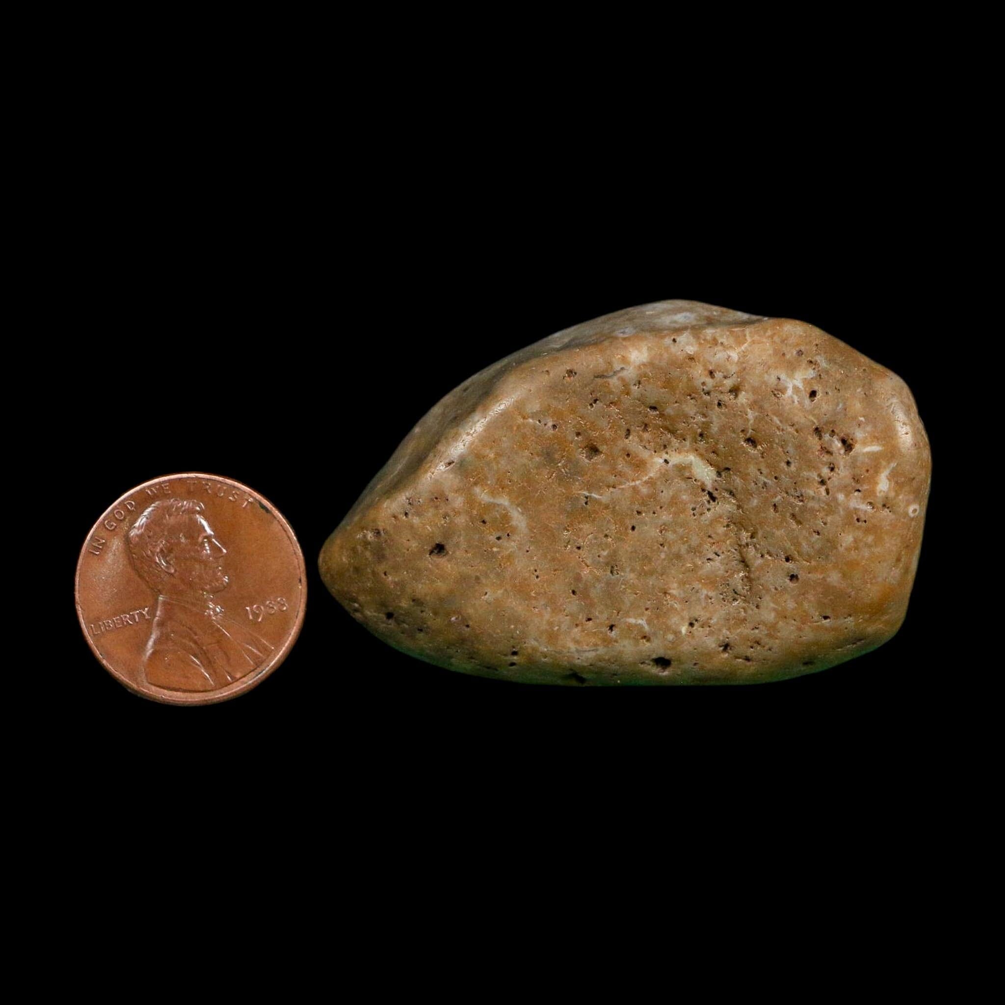 2" Sauropod Dinosaur Stomach Stone Gastrolith Rock Gizzard Stone COA - Fossil Age Minerals