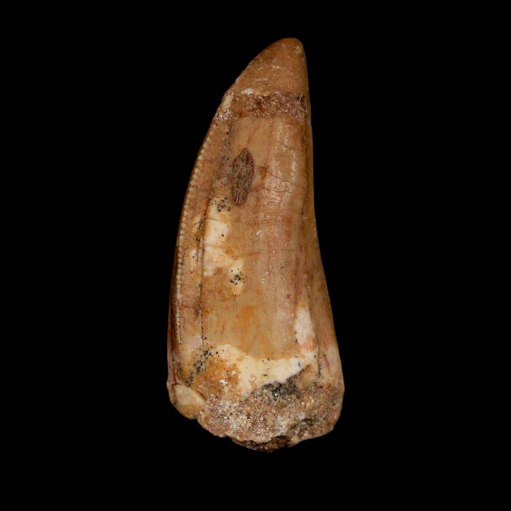 1.7" Carcharodontosaurus Fossil Tooth Cretaceous Dinosaur Morocco COA Stand - Fossil Age Minerals
