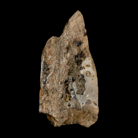 1.2" Tyrannosaurus Rex Fossil Bone Dinosaur Lance Creek Formation Wyoming COA - Fossil Age Minerals