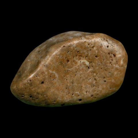 2" Sauropod Dinosaur Stomach Stone Gastrolith Rock Gizzard Stone COA