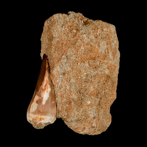 1.6" Mosasaur Prognathodon Fossil Tooth In Matrix Cretaceous Dinosaur Era COA - Fossil Age Minerals