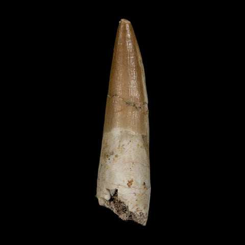 1.9" Plesiosaur Zarafasaura Tooth Fossil Cretaceous Dinosaur Era COA, Stand