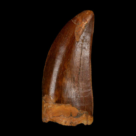 1.8" Carcharodontosaurus Fossil Tooth Cretaceous Dinosaur Morocco COA Stand