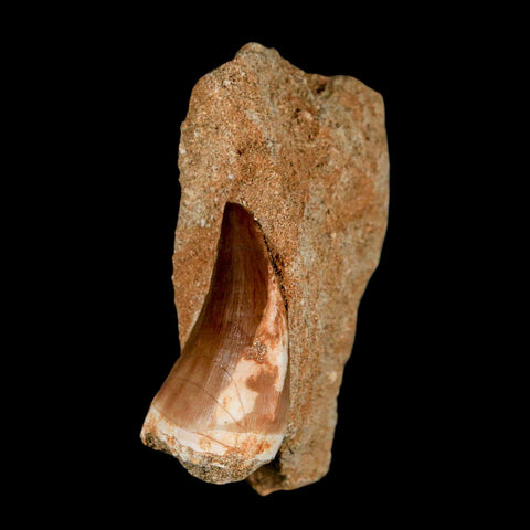 1.6" Mosasaur Prognathodon Fossil Tooth In Matrix Cretaceous Dinosaur Era COA - Fossil Age Minerals