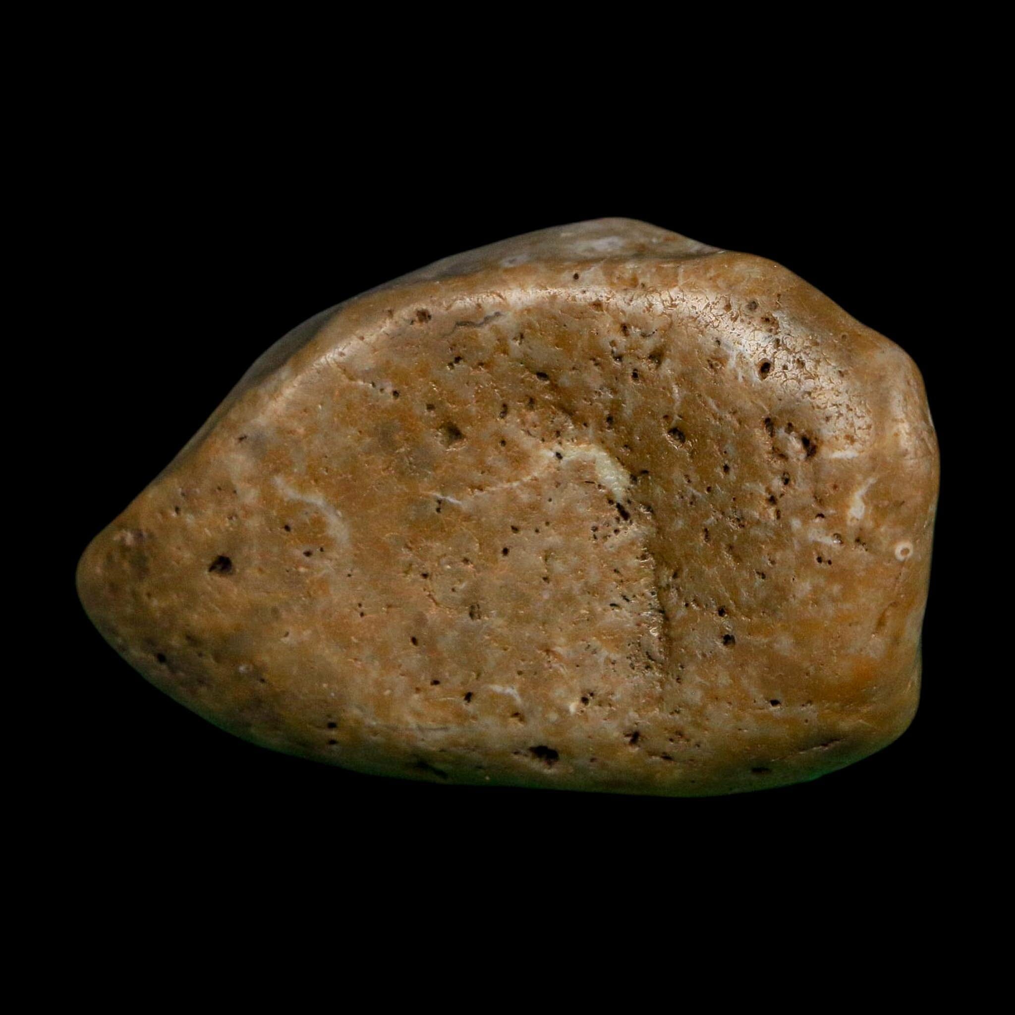 2" Sauropod Dinosaur Stomach Stone Gastrolith Rock Gizzard Stone COA - Fossil Age Minerals