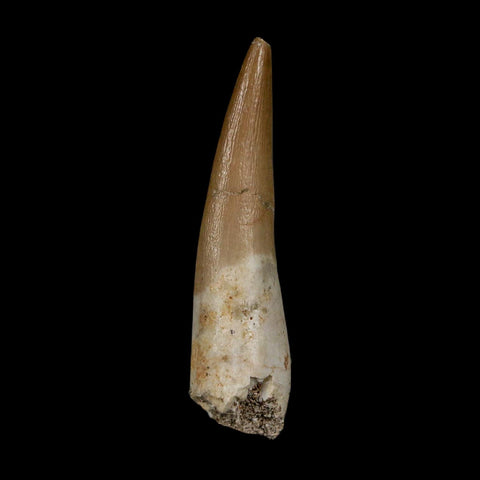 1.9" Plesiosaur Zarafasaura Tooth Fossil Cretaceous Dinosaur Era COA, Stand