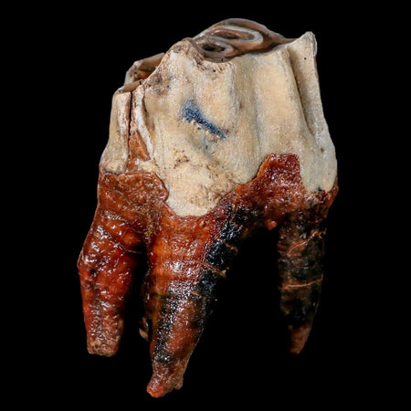 3.6" Woolly Rhinoceros Fossil Rooted Tooth Pleistocene Age Megafauna Russia COA