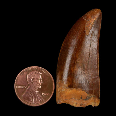 1.8" Carcharodontosaurus Fossil Tooth Cretaceous Dinosaur Morocco COA Stand
