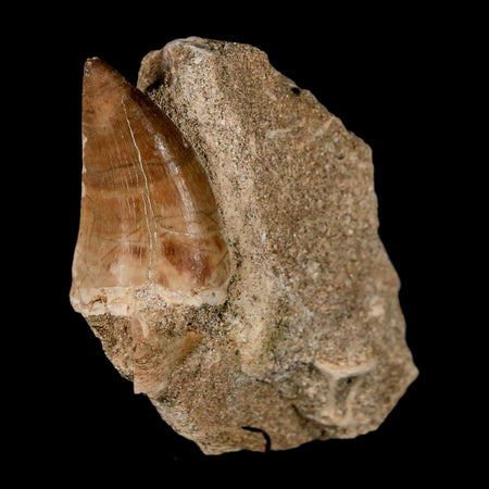 1.6" Mosasaur Prognathodon Fossil Tooth In Matrix Cretaceous Dinosaur Era COA