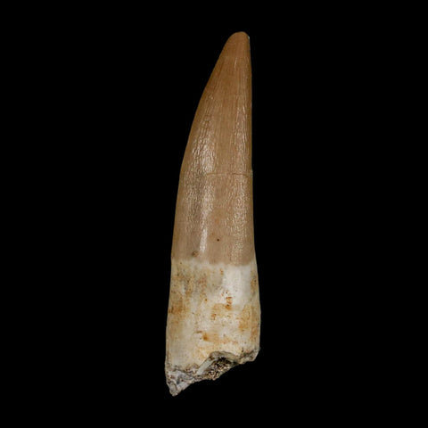 1.9" Plesiosaur Zarafasaura Tooth Fossil Cretaceous Dinosaur Era COA, Stand